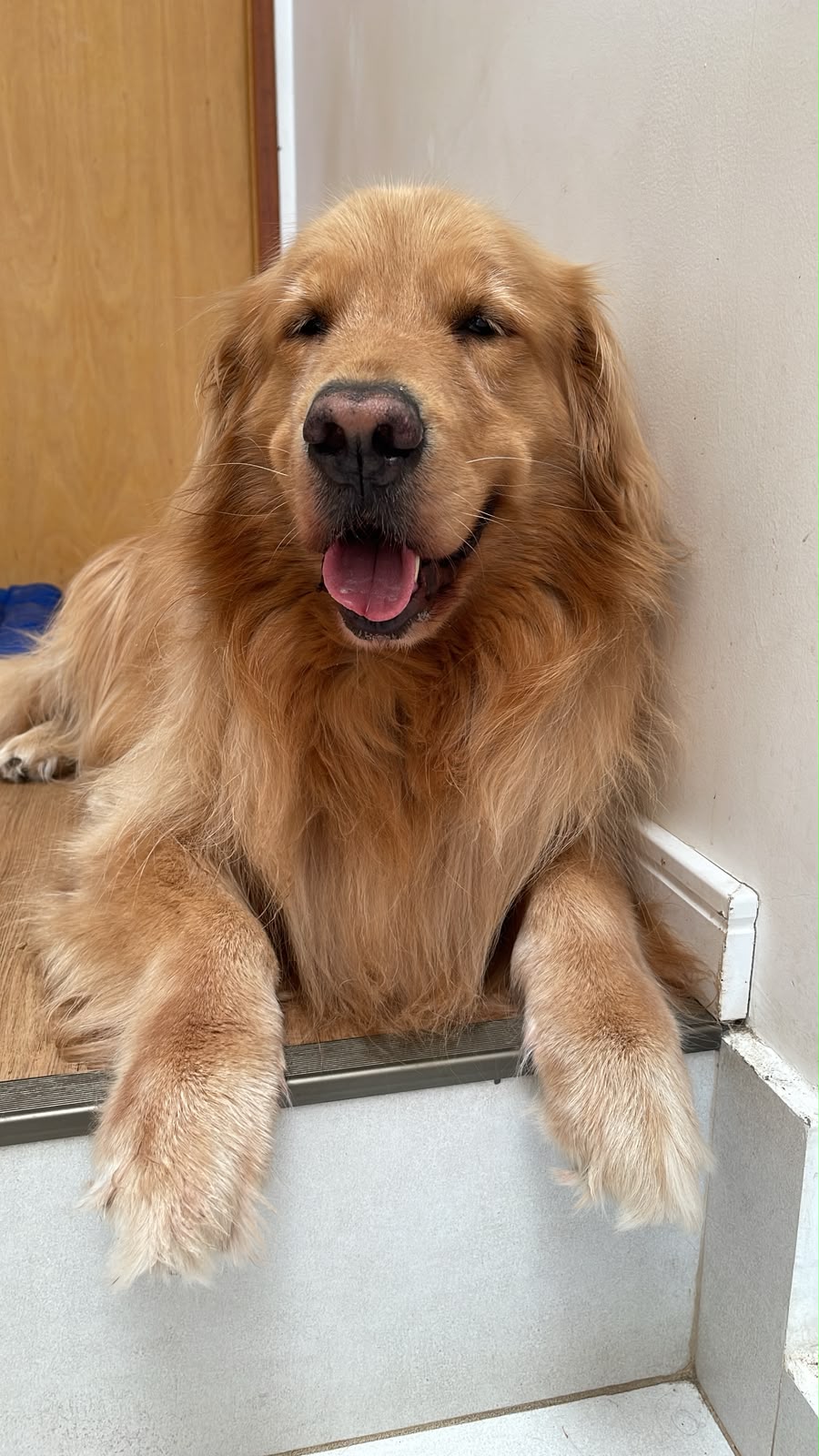 Anakin, cão da família Bidu