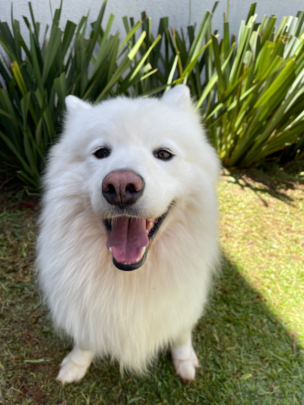 Gael, cão da família Bidu