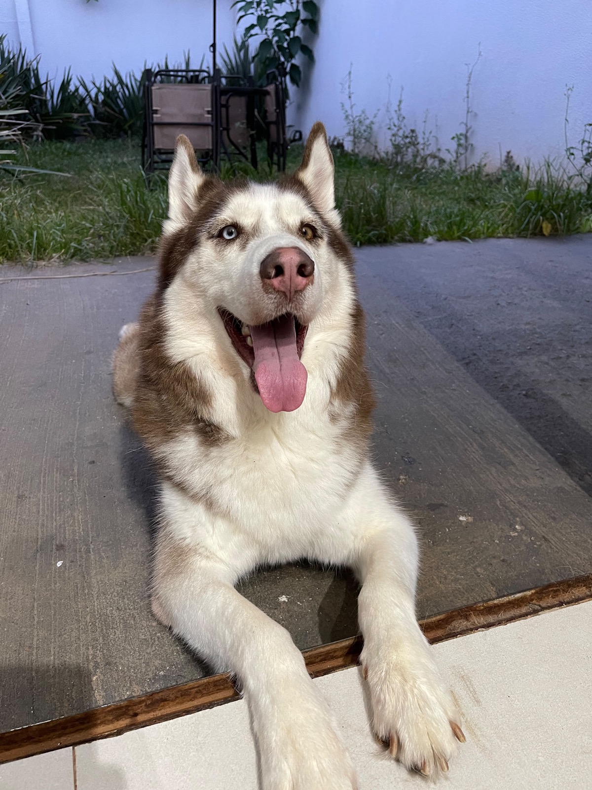 Luke, o husky que inspirou a Bidu